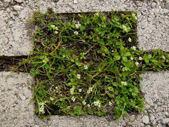 Erophila verna & Veronica polita